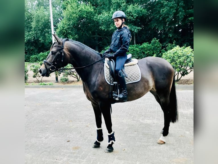 Deutsches Reitpony Stute 12 Jahre 148 cm Buckskin in Buxtehude