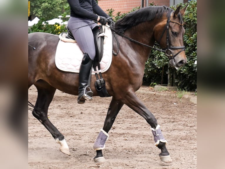 Deutsches Reitpony Stute 12 Jahre 148 cm Buckskin in Buxtehude