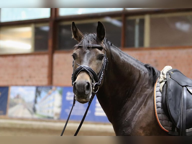 Deutsches Reitpony Stute 12 Jahre 148 cm Buckskin in Buxtehude