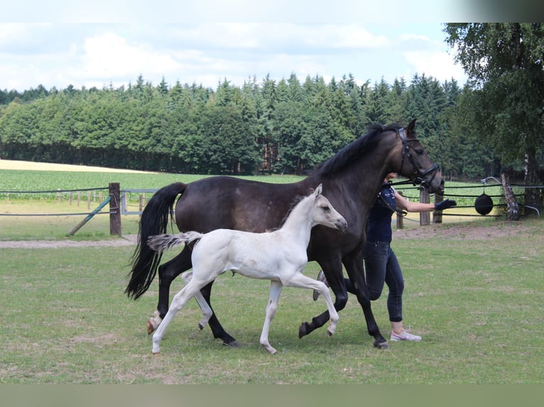 Deutsches Reitpony Stute 12 Jahre 148 cm Buckskin in Buxtehude