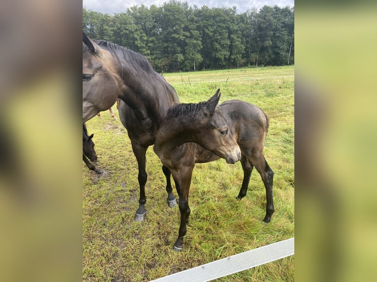 Deutsches Reitpony Stute 12 Jahre 148 cm Buckskin in Buxtehude