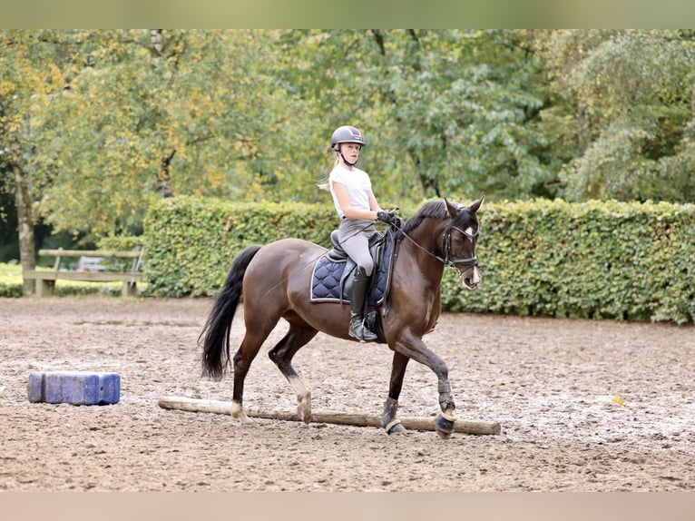 Deutsches Reitpony Stute 12 Jahre 148 cm Dunkelbrauner in Düsseldorf