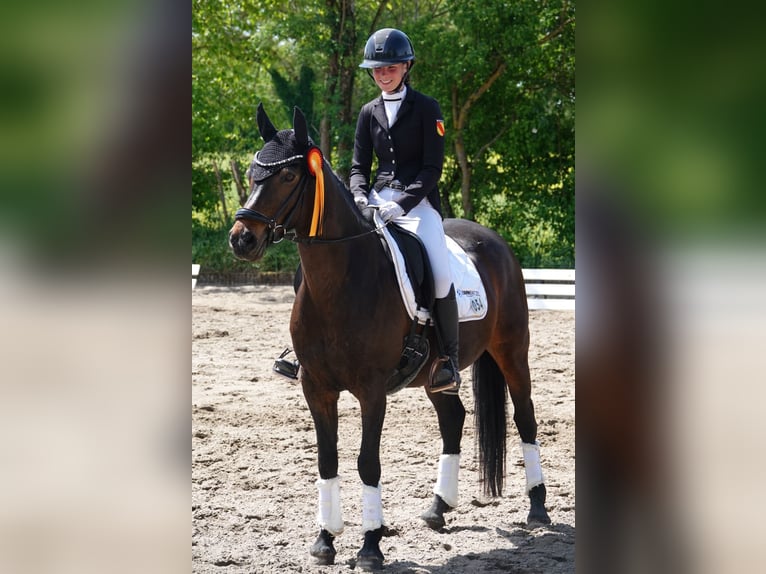 Deutsches Reitpony Stute 12 Jahre 148 cm Dunkelbrauner in Weinheim
