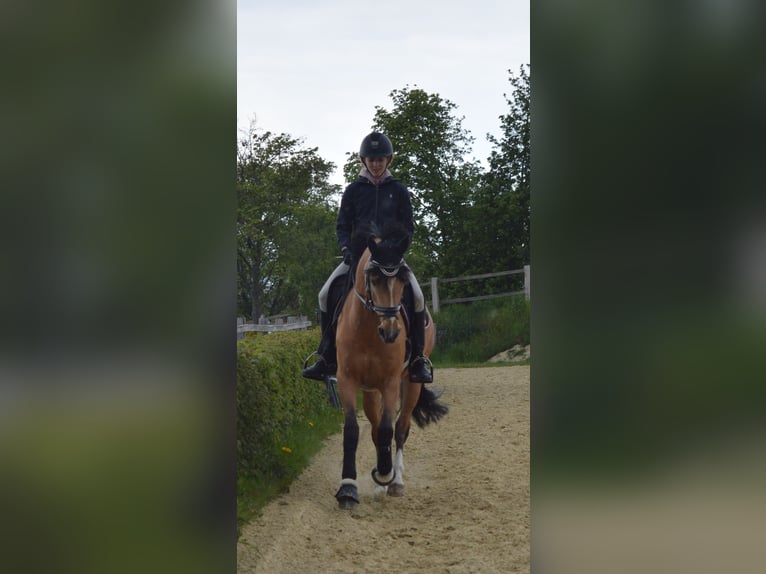 Deutsches Reitpony Stute 12 Jahre 148 cm Falbe in Ratingen