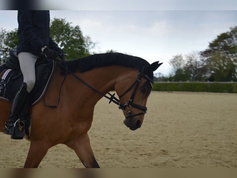 Deutsches Reitpony Stute 12 Jahre 148 cm Falbe in Ratingen