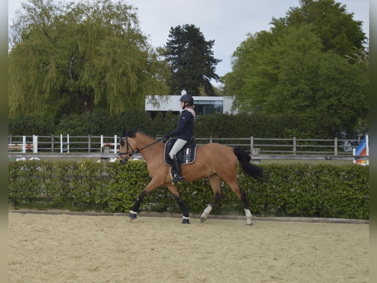 Deutsches Reitpony Stute 12 Jahre 148 cm Falbe in Ratingen
