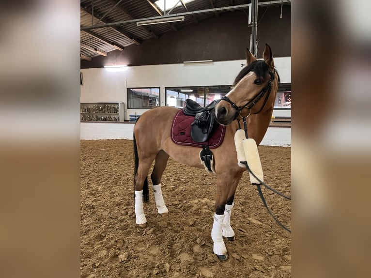 Deutsches Reitpony Stute 12 Jahre 148 cm Falbe in Ratingen