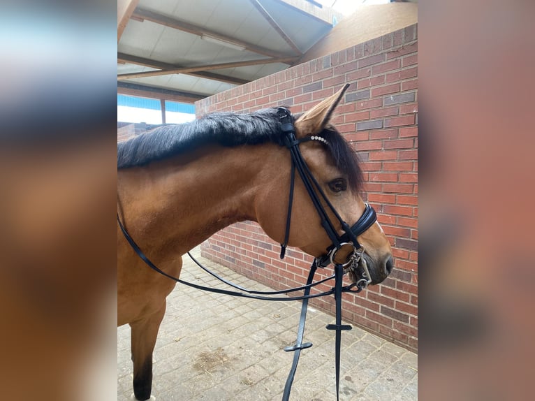 Deutsches Reitpony Stute 12 Jahre 148 cm Falbe in Ratingen