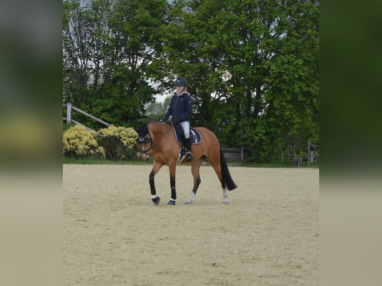 Deutsches Reitpony Stute 12 Jahre 148 cm Falbe in Ratingen