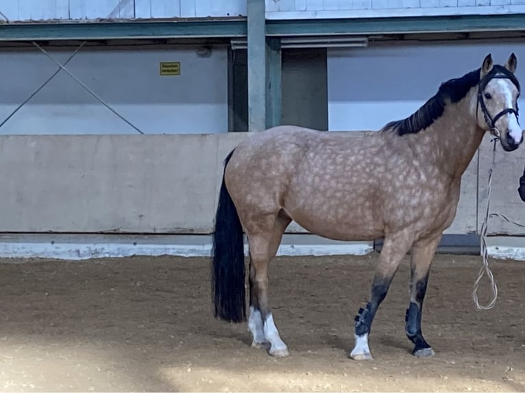 Deutsches Reitpony Stute 12 Jahre 148 cm Falbe in Schw&#xE4;bisch Hall