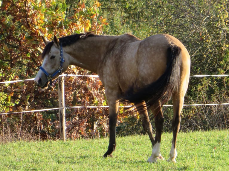 Deutsches Reitpony Stute 12 Jahre 148 cm Falbe in Schw&#xE4;bisch Hall