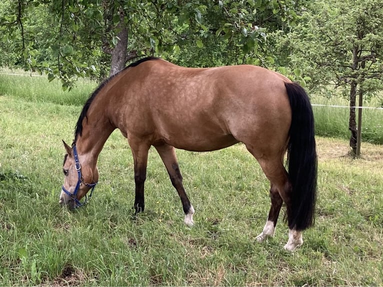 Deutsches Reitpony Stute 12 Jahre 148 cm Falbe in Schw&#xE4;bisch Hall