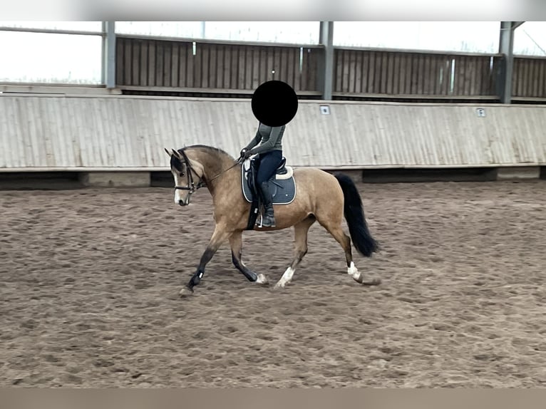Deutsches Reitpony Stute 12 Jahre 148 cm Falbe in Schw&#xE4;bisch Hall