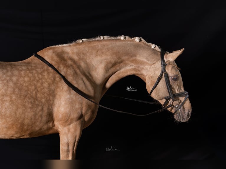 Deutsches Reitpony Stute 12 Jahre 148 cm Palomino in Herrenberg