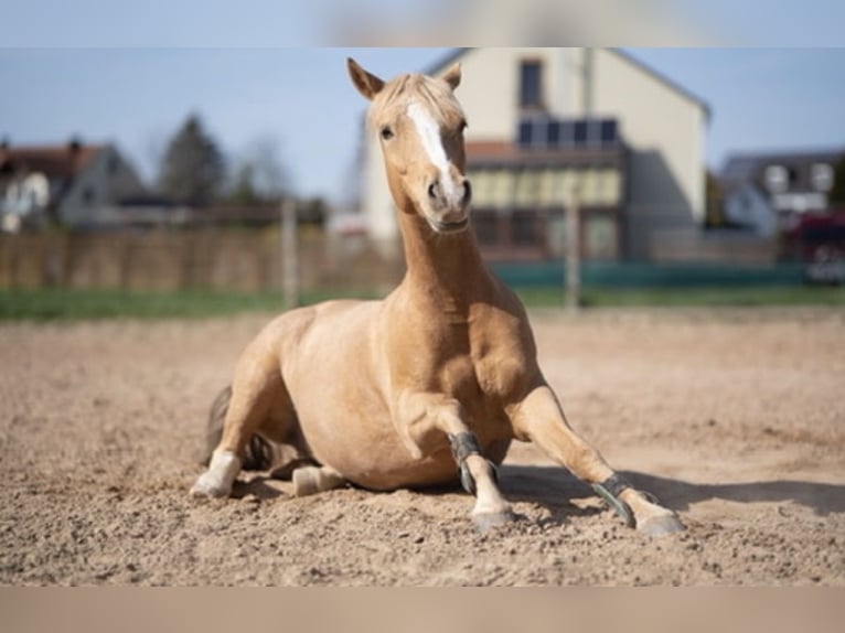 Deutsches Reitpony Stute 12 Jahre 148 cm Palomino in Moosburg