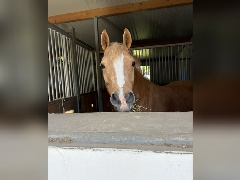 Deutsches Reitpony Stute 12 Jahre 148 cm Palomino in Moosburg