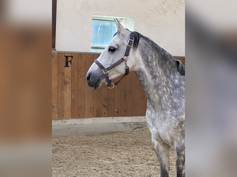 Deutsches Reitpony Stute 12 Jahre 148 cm Rappschimmel in Billerbeck