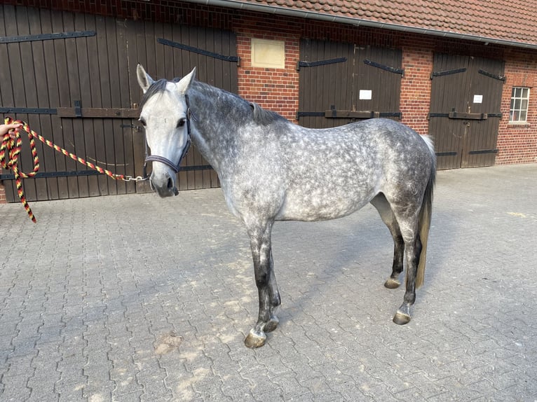 Deutsches Reitpony Stute 12 Jahre 148 cm Rappschimmel in Billerbeck