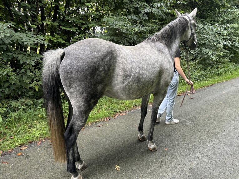 Deutsches Reitpony Stute 12 Jahre 148 cm Rappschimmel in Billerbeck