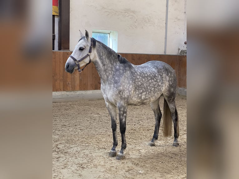 Deutsches Reitpony Stute 12 Jahre 148 cm Rappschimmel in Billerbeck