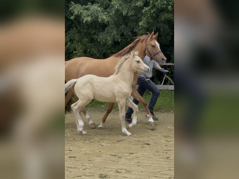 Deutsches Reitpony Stute 12 Jahre 148 cm Red Dun in WuppertalWuppertal