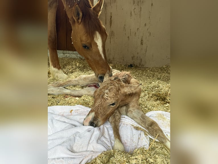 Deutsches Reitpony Stute 12 Jahre 148 cm Red Dun in WuppertalWuppertal