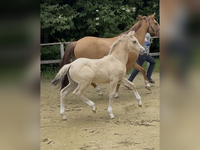 Deutsches Reitpony Stute 12 Jahre 148 cm Red Dun in WuppertalWuppertal