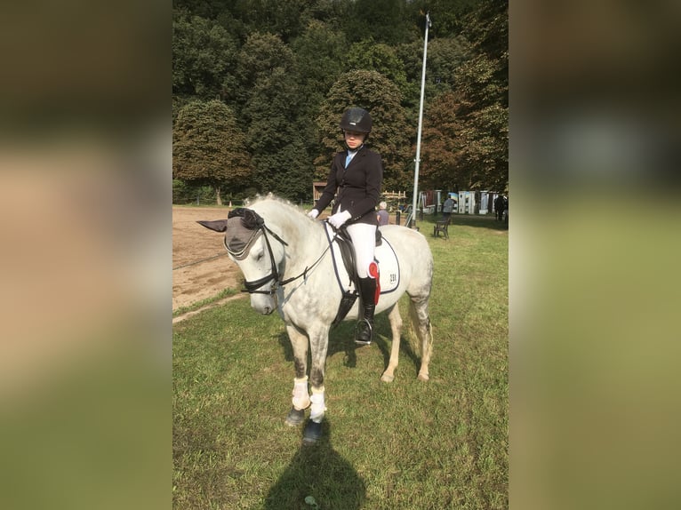 Deutsches Reitpony Stute 12 Jahre 148 cm Schimmel in Klingenberg