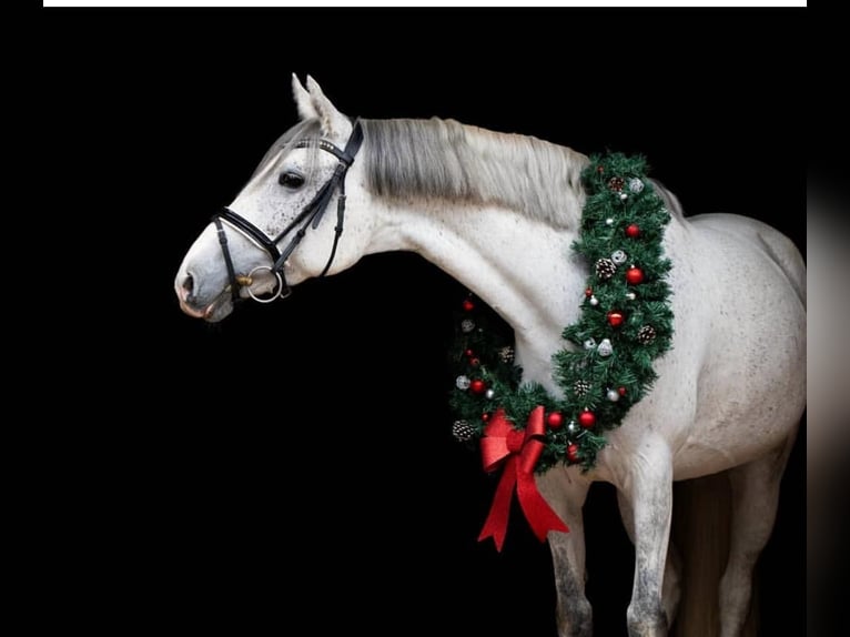 Deutsches Reitpony Stute 12 Jahre 148 cm Schimmel in Overath