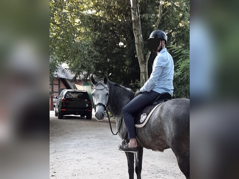 Deutsches Reitpony Stute 12 Jahre 149 cm Apfelschimmel in WardenburgWardenburg