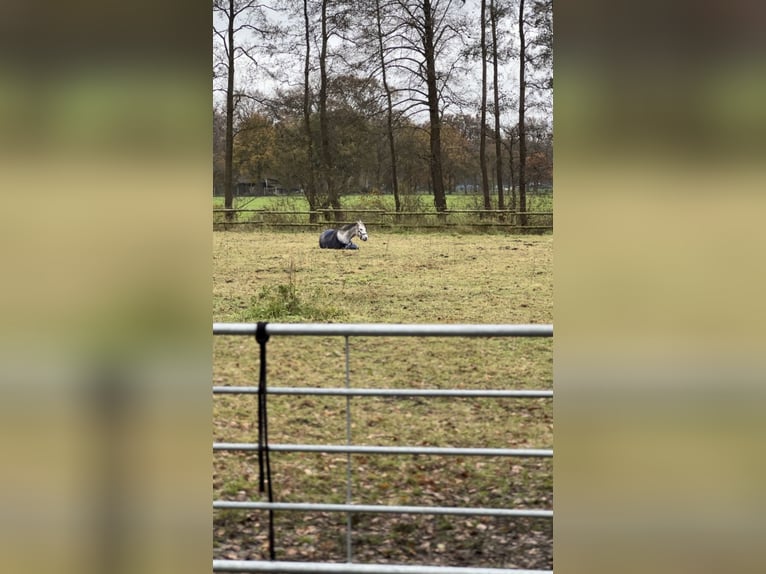 Deutsches Reitpony Stute 12 Jahre 149 cm Apfelschimmel in WardenburgWardenburg