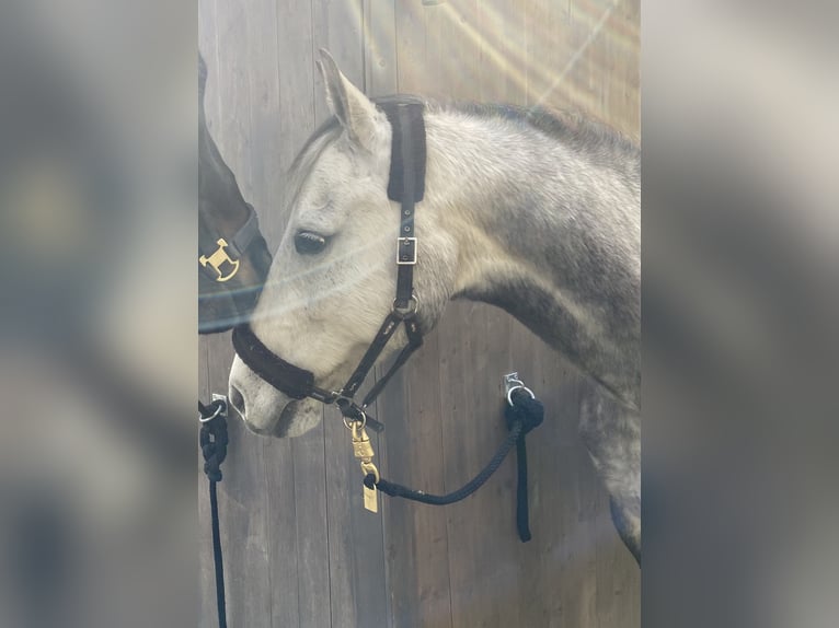 Deutsches Reitpony Stute 12 Jahre 149 cm Apfelschimmel in WardenburgWardenburg