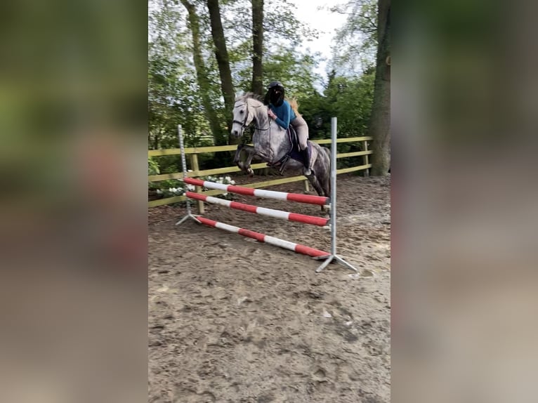 Deutsches Reitpony Stute 12 Jahre 149 cm Apfelschimmel in WardenburgWardenburg