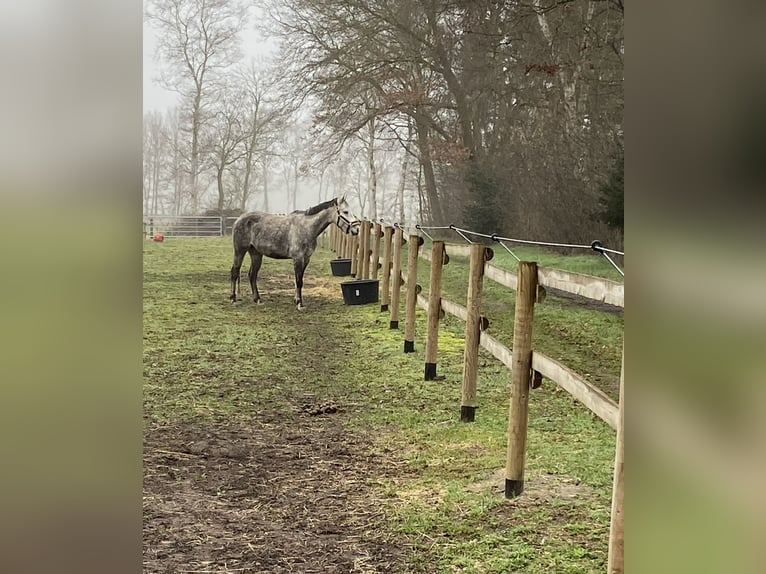 Deutsches Reitpony Stute 12 Jahre 149 cm Apfelschimmel in WardenburgWardenburg
