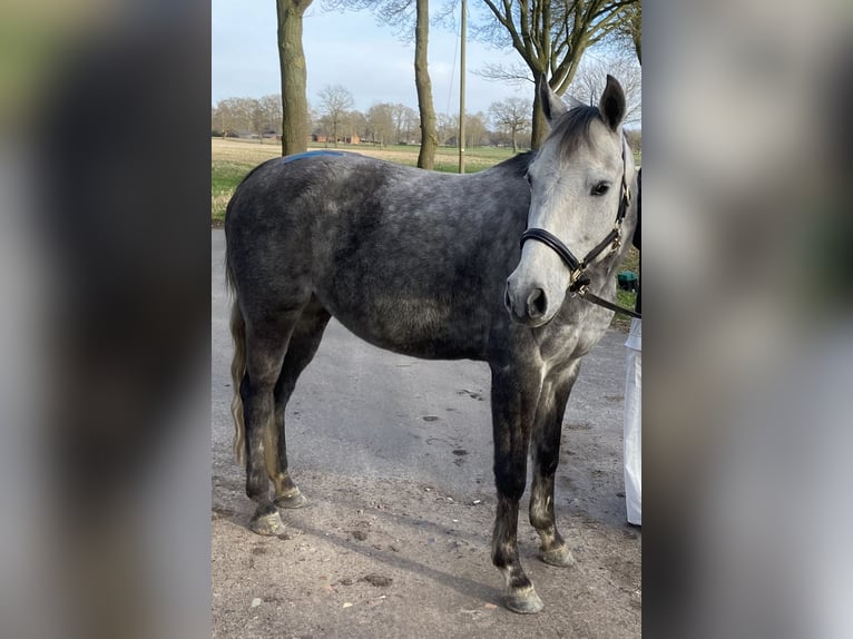 Deutsches Reitpony Stute 12 Jahre 149 cm Apfelschimmel in WardenburgWardenburg