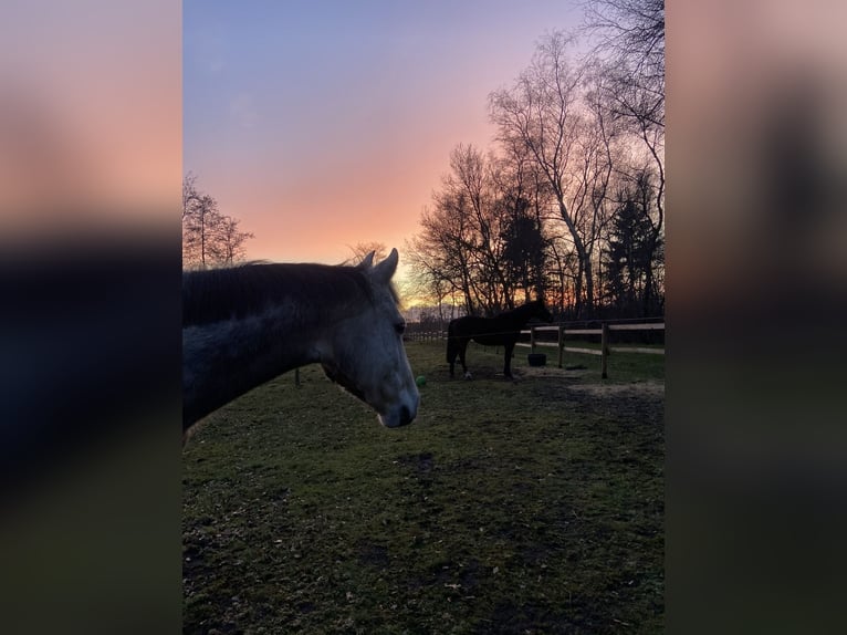 Deutsches Reitpony Stute 12 Jahre 149 cm Apfelschimmel in WardenburgWardenburg
