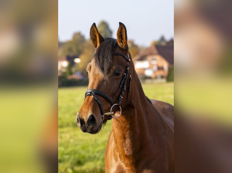 Deutsches Reitpony Stute 12 Jahre 149 cm Brauner in Bad Bentheim