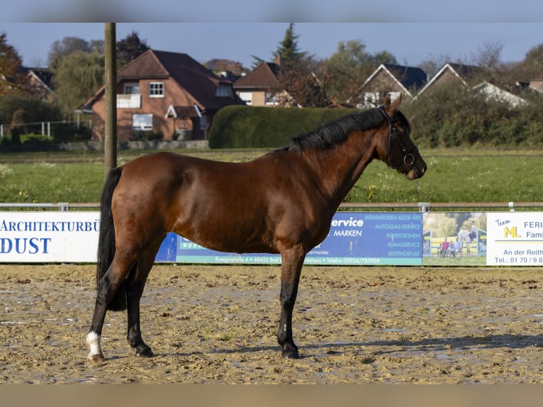 Deutsches Reitpony Stute 12 Jahre 149 cm Brauner in Bad Bentheim