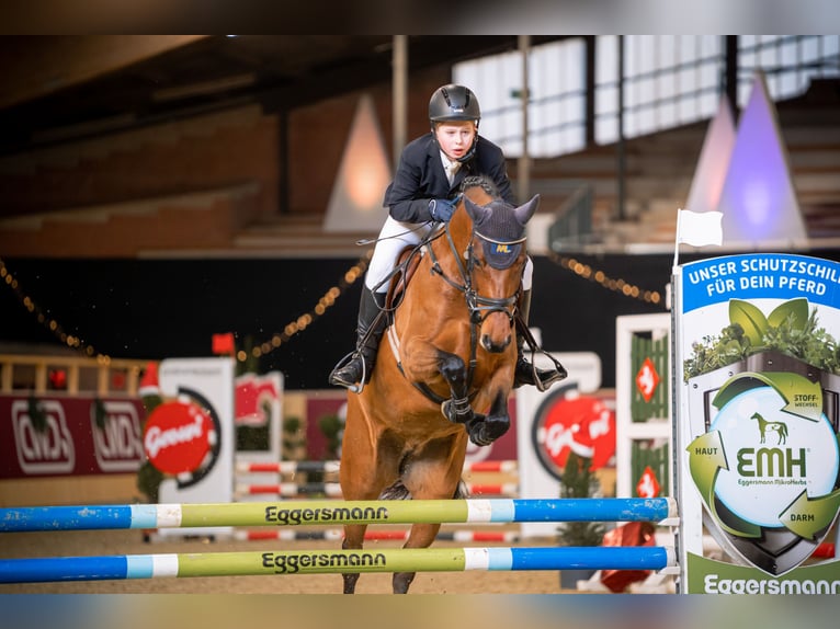 Deutsches Reitpony Stute 12 Jahre 149 cm Brauner in Bad Bentheim