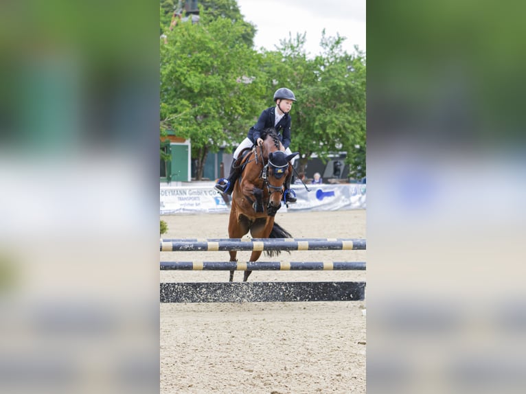 Deutsches Reitpony Stute 12 Jahre 149 cm Brauner in Bad Bentheim