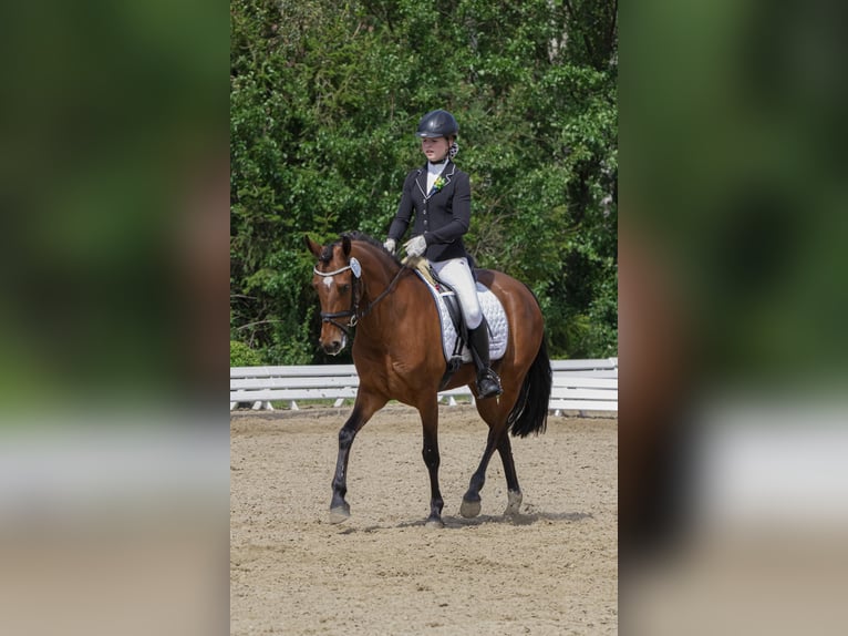 Deutsches Reitpony Stute 12 Jahre 149 cm Brauner in Bad Bentheim