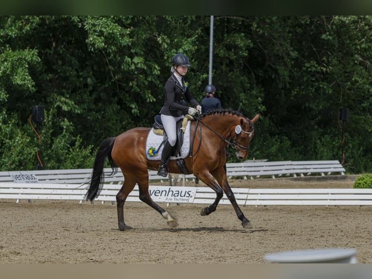 Deutsches Reitpony Stute 12 Jahre 149 cm Brauner in Bad Bentheim