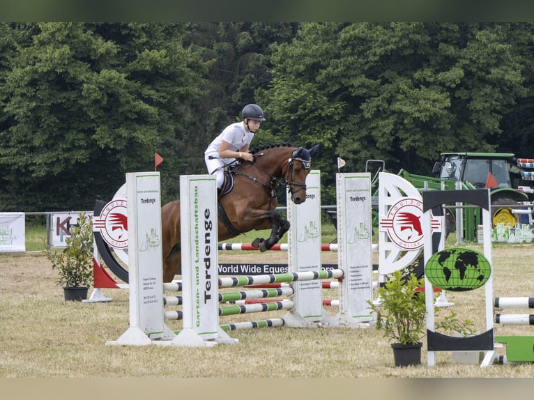 Deutsches Reitpony Stute 12 Jahre 149 cm Brauner in Bad Bentheim