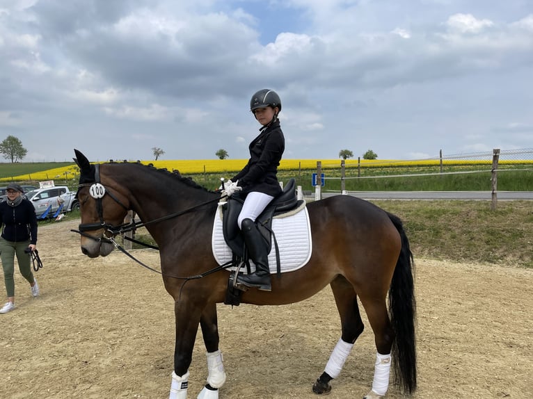 Deutsches Reitpony Stute 12 Jahre 150 cm Dunkelbrauner in Bad Homburg vor der Höhe