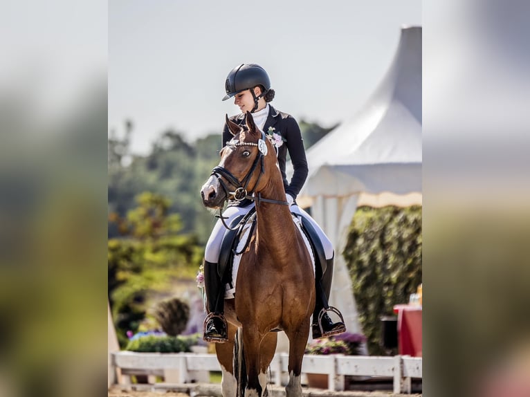 Deutsches Reitpony Stute 12 Jahre 150 cm Schecke in Marl