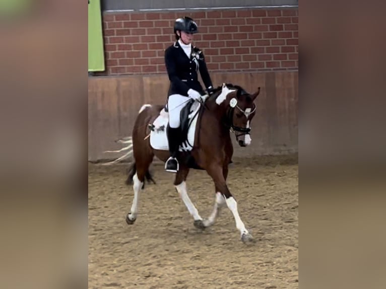 Deutsches Reitpony Stute 12 Jahre 150 cm Schecke in Marl