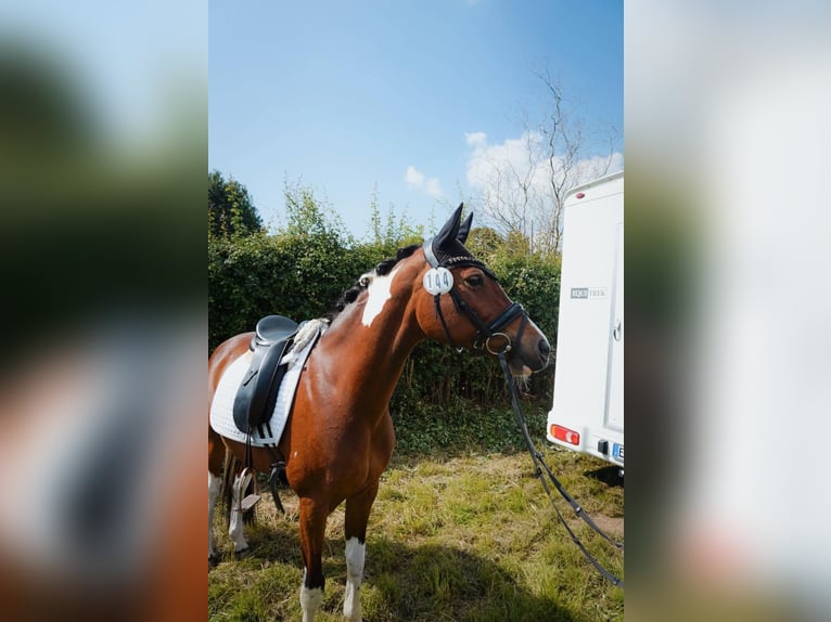 Deutsches Reitpony Stute 12 Jahre 150 cm Schecke in Marl