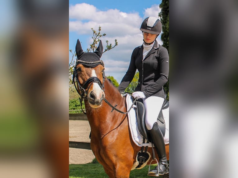 Deutsches Reitpony Stute 12 Jahre 150 cm Schecke in Marl