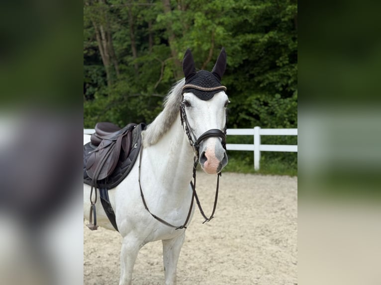Deutsches Reitpony Mix Stute 12 Jahre 150 cm Schimmel in Neuwied