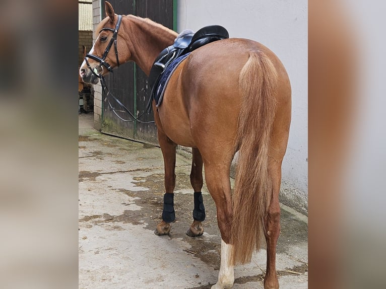 Deutsches Reitpony Stute 12 Jahre 152 cm Fuchs in Niederzier